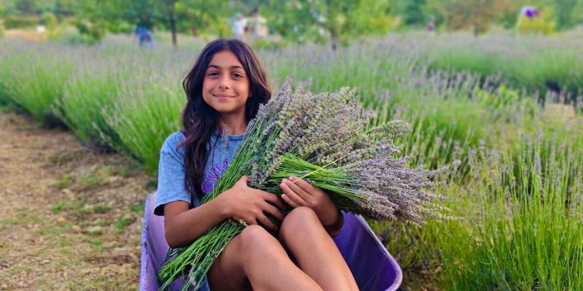 ÖĞRENCİLERE BURS OLAN LAVANTALAR HASAT EDİLDİ-POSTA