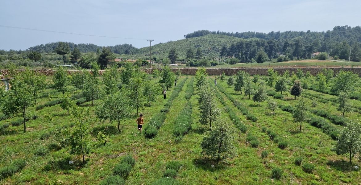 MUĞLA’NIN İLK LAVANTA TARLASI