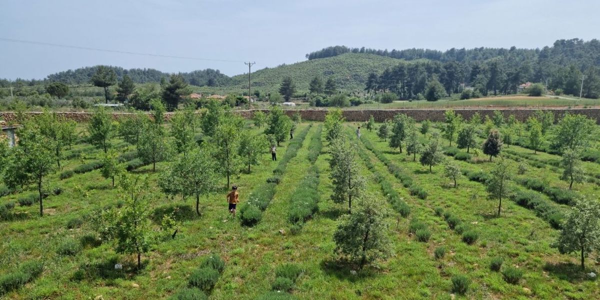 MUĞLA’NIN İLK LAVANTA TARLASI