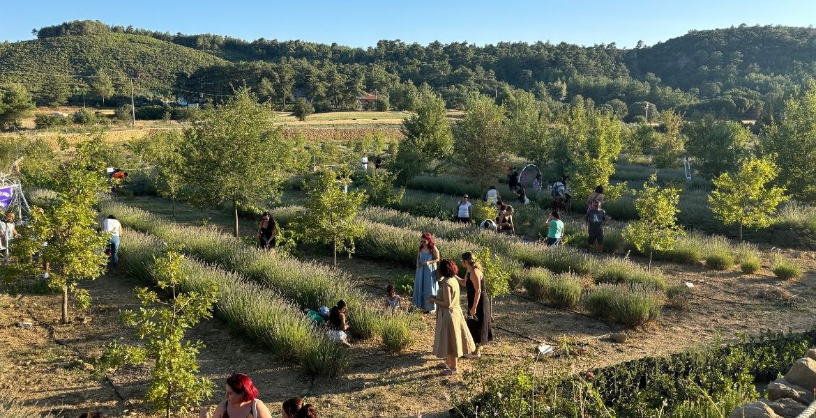 ÖĞRENCİLERE BURS OLAN LAVANTALAR HASAT EDİLDİ-MUĞLA GAZETESİ