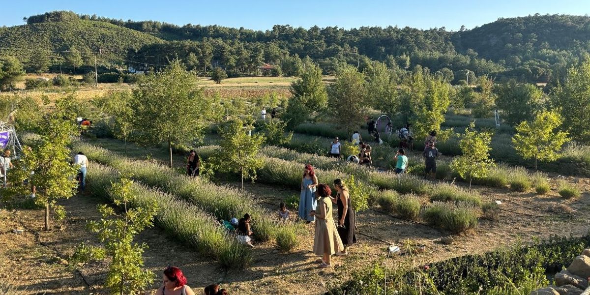 ÖĞRENCİLERE BURS OLAN LAVANTALAR HASAT EDİLDİ-MUĞLA GAZETESİ