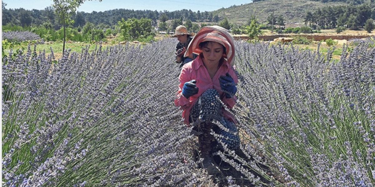 ÜNİVERSİTELİLERE MİS KOKULU BURS
