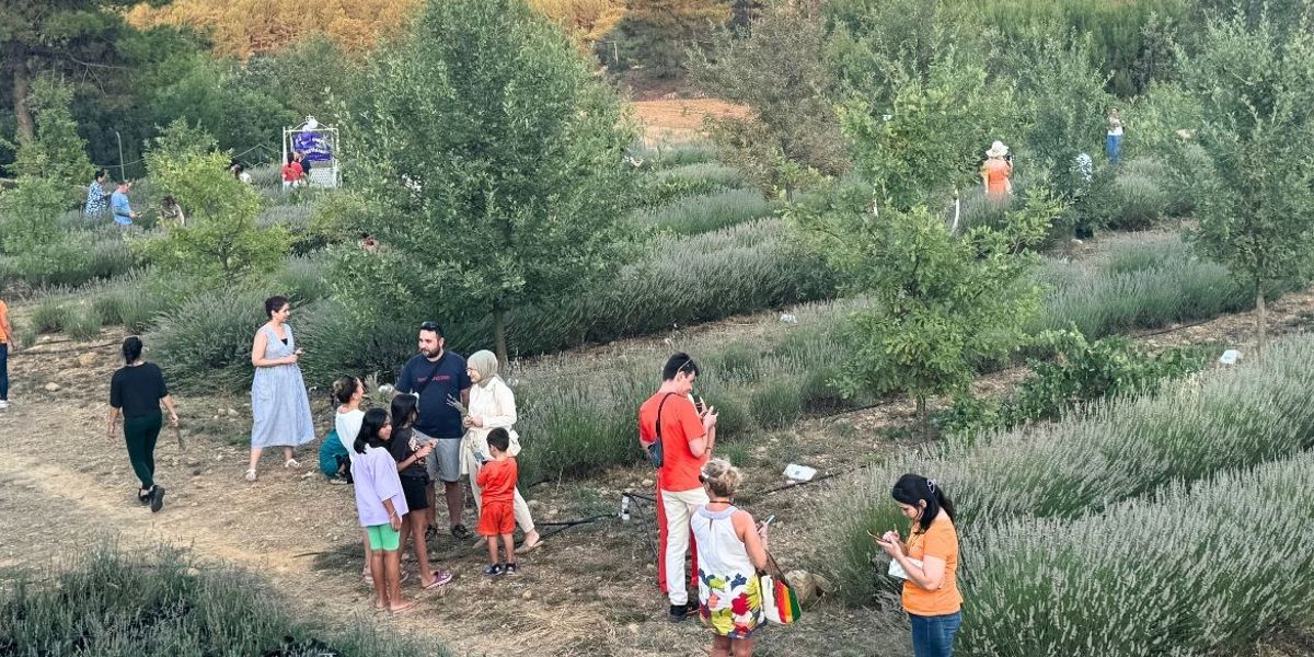 ÖĞRENCİLERE BURS OLAN LAVANTALAR HASAT EDİLDİ-GÜN HABER