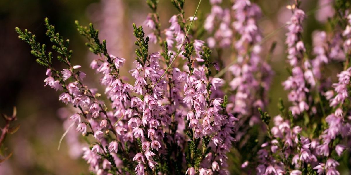 ÇAM BALINA BİR KARDEŞ GELİYOR