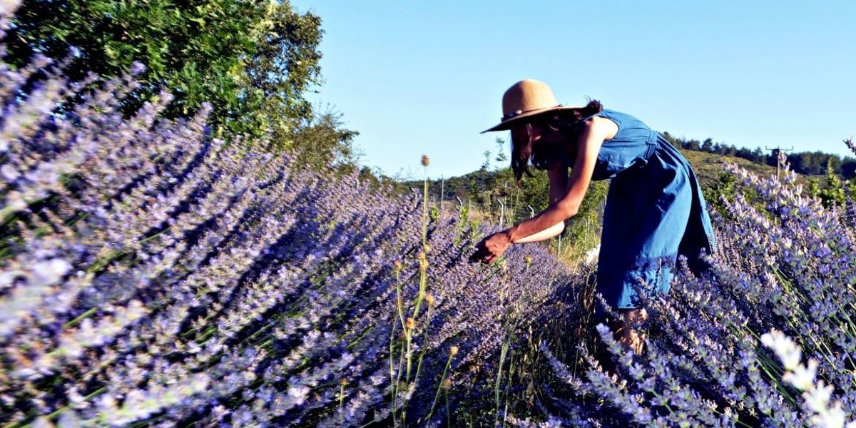 MUĞLA'NIN TARIMSAL ÜRÜNÜ YERLİ SANAYİ HAM MADDESİNE DÖNÜŞTÜ