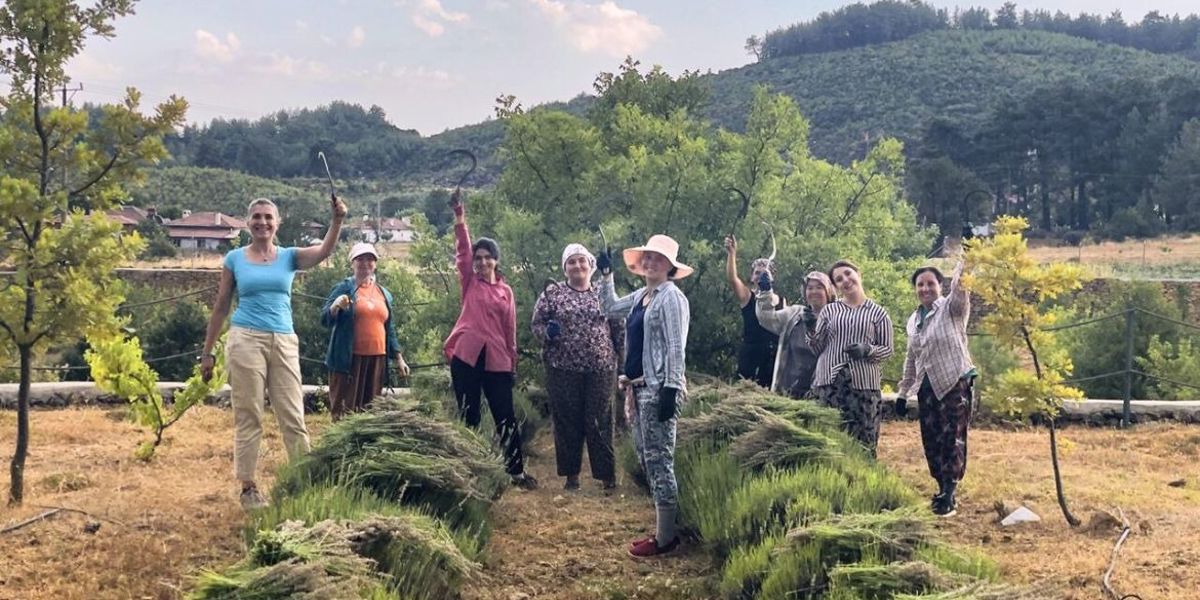 ÖĞRENCİLERE BURS OLAN LAVANTALAR HASAT EDİLDİ-SABAH GAZETESİ